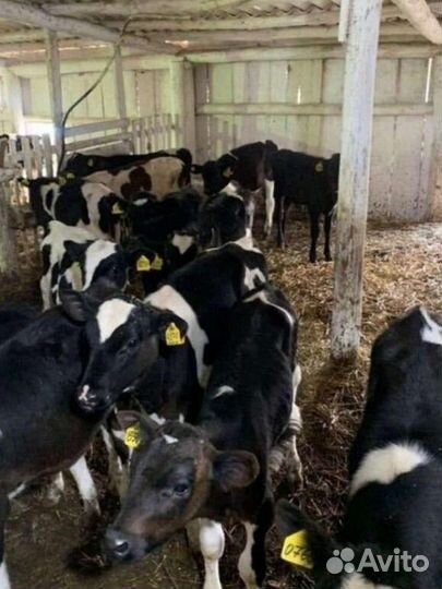 Бычки породистые