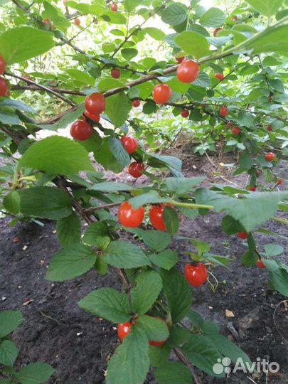 Саженцы вишни войлочной