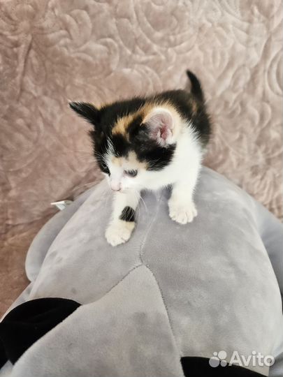 Отдам даром бесплатно