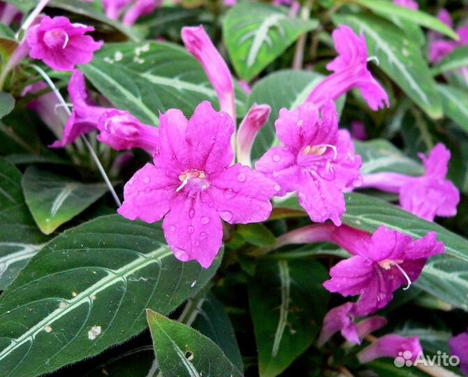 Руэллия Бриттона и Портелла