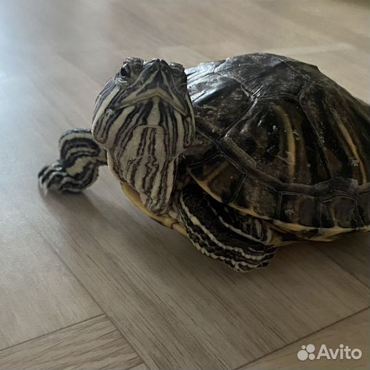 Красноухая черепаха с аквариумом