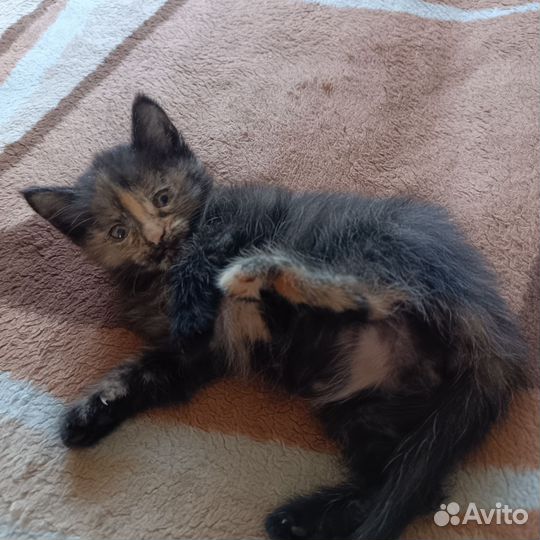 Кошечка в добрые руки