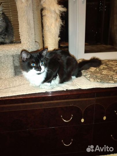 Котик в добрые руки