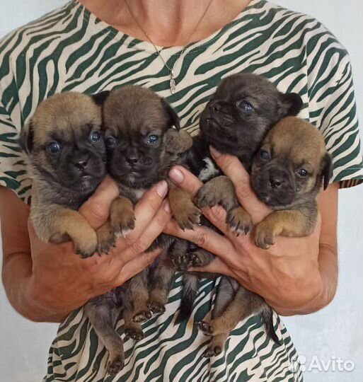 Щеночки в добрые руки