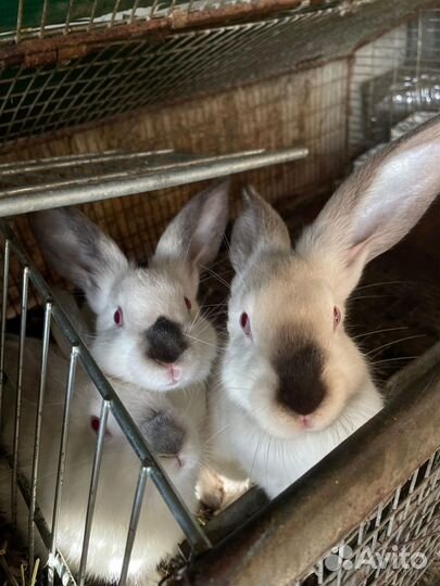 Калифорнийские кролики
