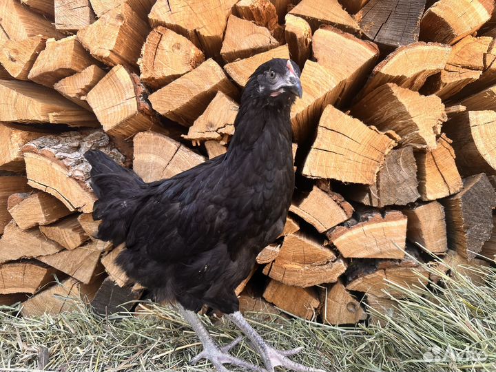 Куры несушки