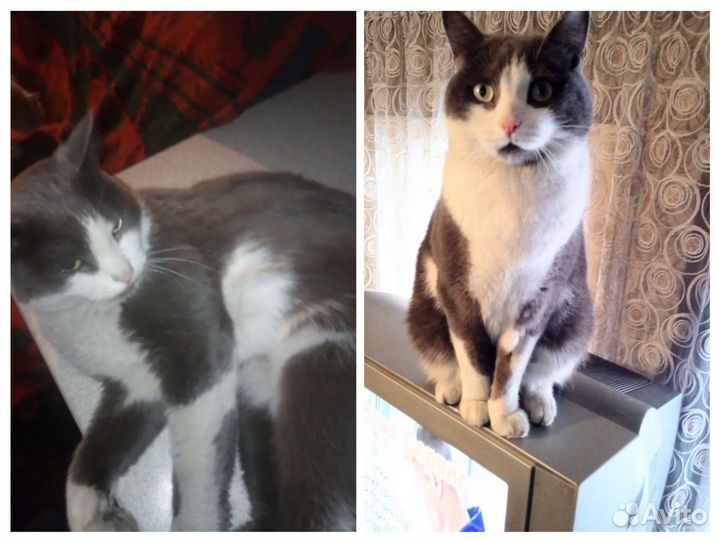 Отдам кота в добрые руки