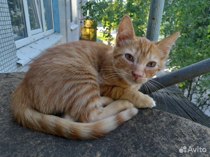 Котики-мальчики