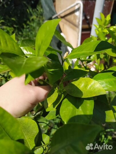 Цитрус. Каламондин. Цитрофортунелла