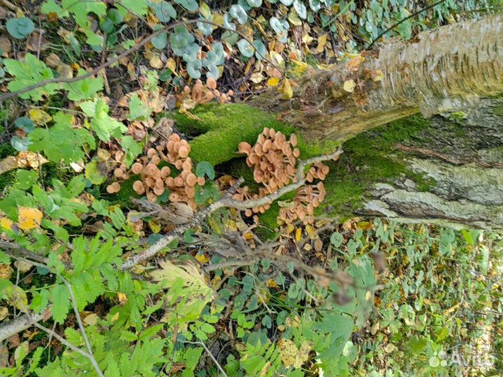 Грибы опята свежие