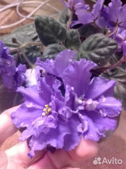 Сортовые фиалки