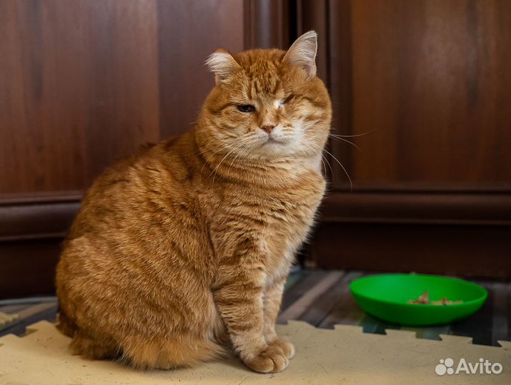 Ласковая рыжая плюшка Наташа