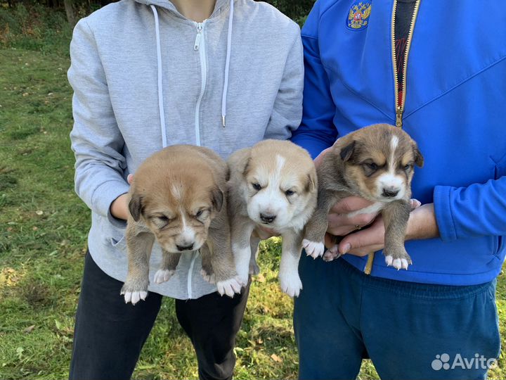 Щенки западно сибирской лайки