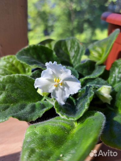 Фиалка белая