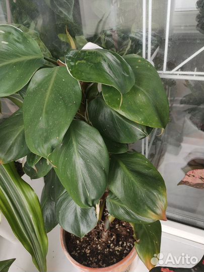 Филодендрон белый рыцарь