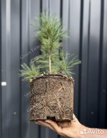 Кедр сибирский, саженцы 35-45 см, зкс, С5