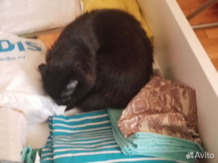 Кошки в добрые руки бесплатно