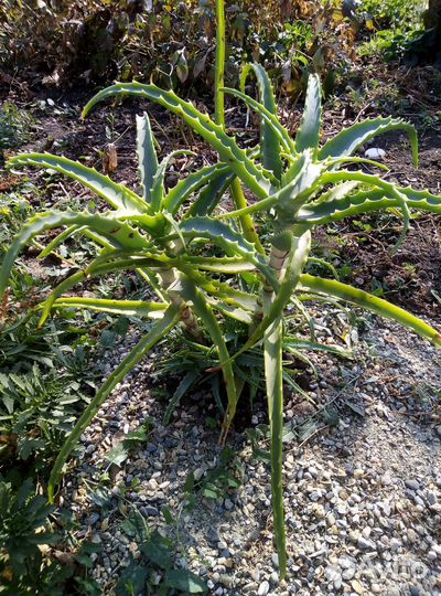 Продаю Алоэ