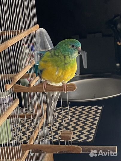 Певчий попугай