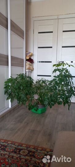 Большой комнатный цветок шифлера