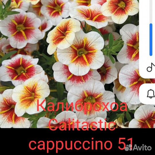 Калибрахоа