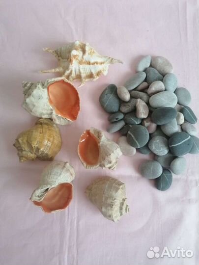 Морские ракушки раковины и камни