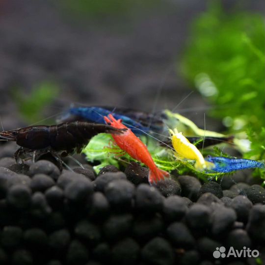 Аквариумные рыбки, креветки и улитки
