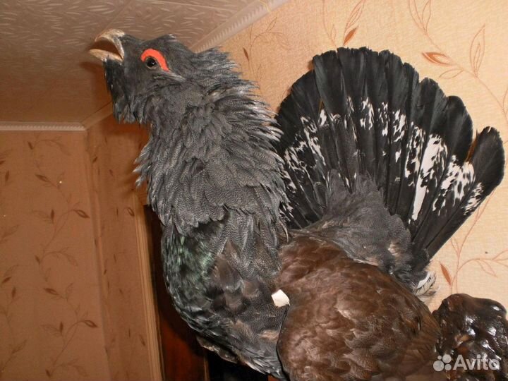 Чучело глухаря