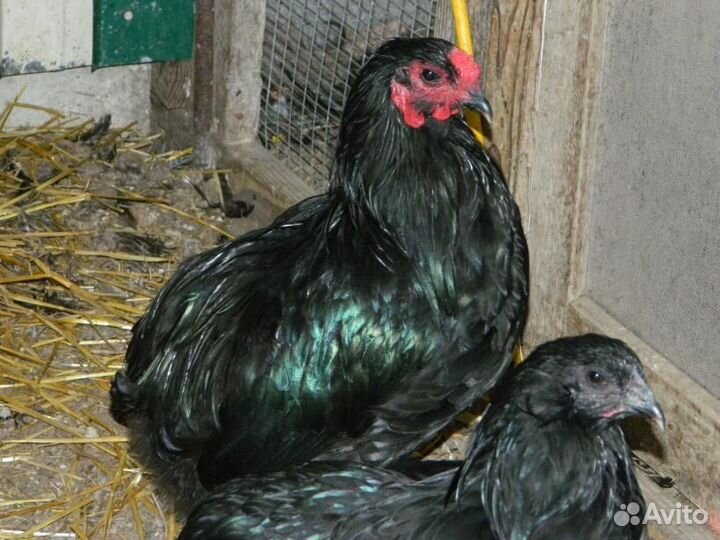 Инкубационное цветное яйцо и простое кур несушек