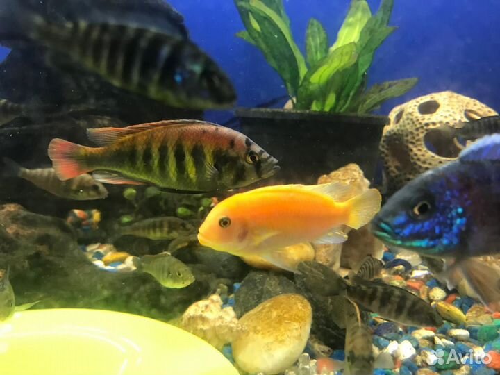 Аквариумные рыбки