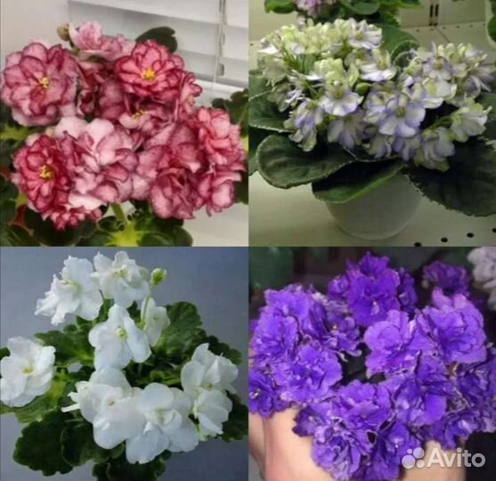 Фиалки сортовые