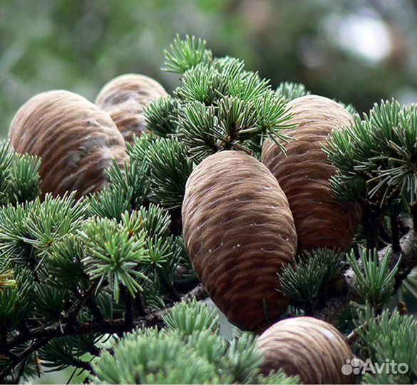 Кедр ливанский саженцы