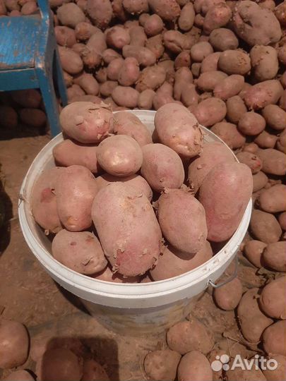 Картофель свежий урожай