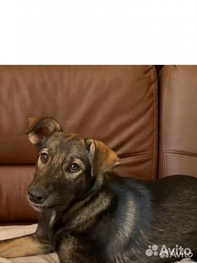 Щенок девочка доставка бесплатно и стерилизацию