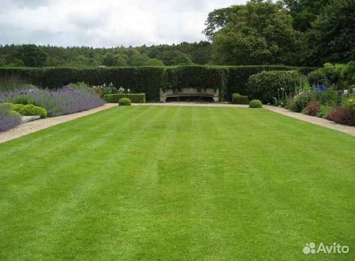 Рулонный газон, укладка, продажа