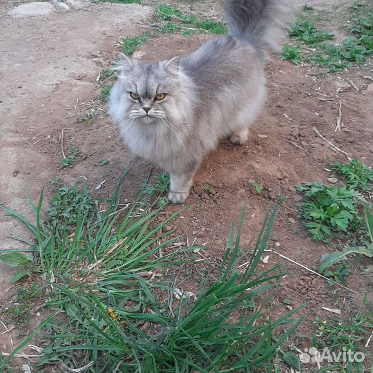 Кошечка ищет дом