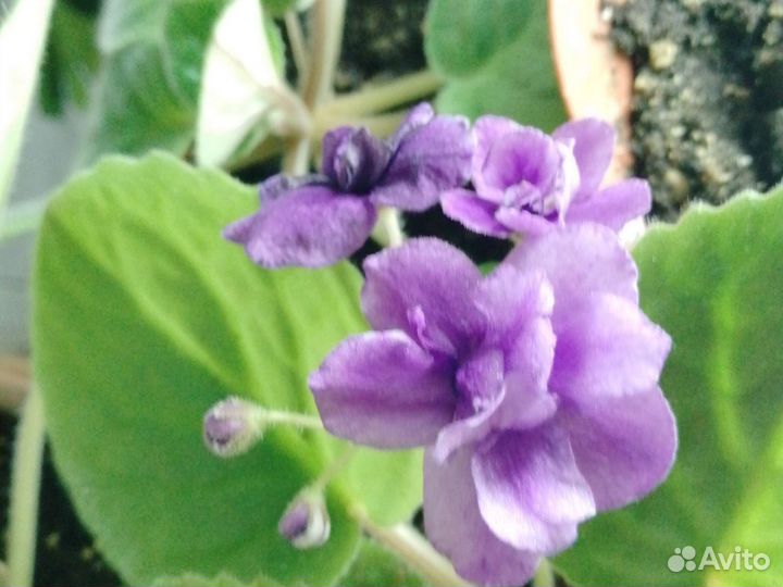 Фиалка синяя и бордовая