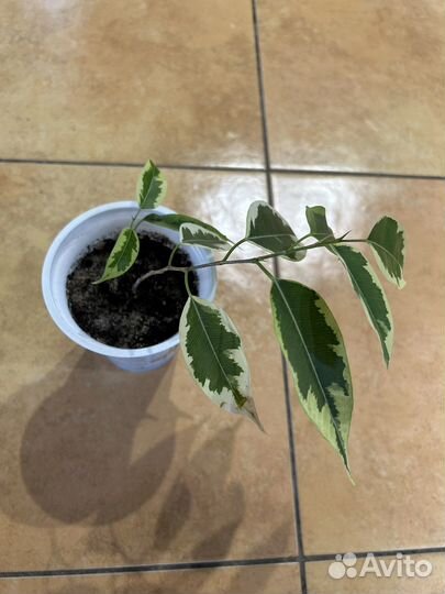 Алоэ вера, фикус бенджамина