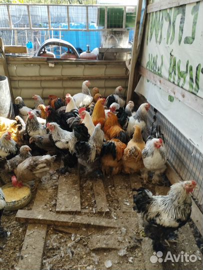 Куры и Петухи Брама, Кохи