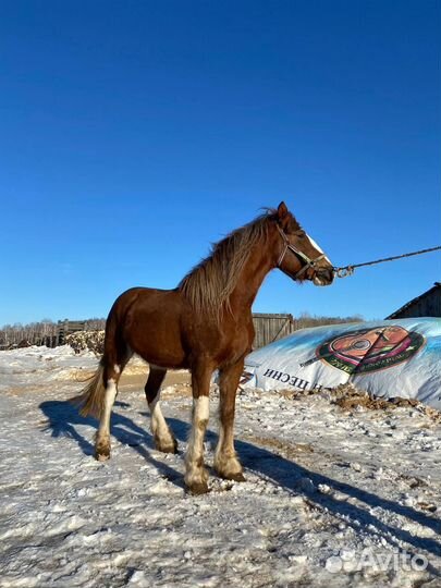 Продажа лошадей