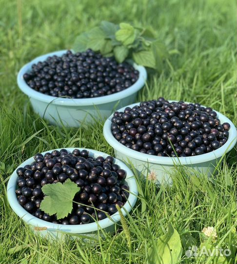 Черная смородина