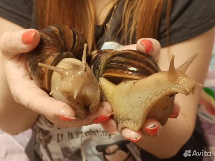 Улитки ахатины