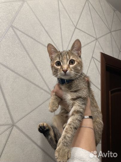 Маленькая кошечка 7 мес котенок ищет семью