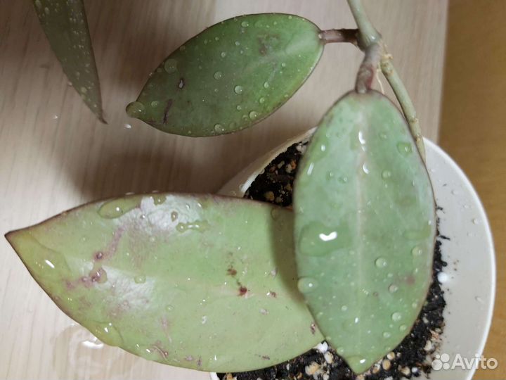 Хойи срезом