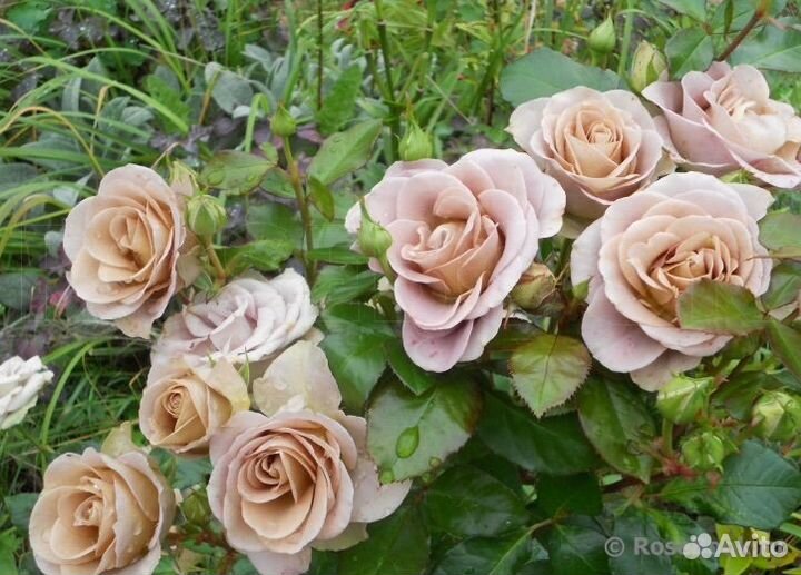 Саженцы роз Amnesia / Амнезия
