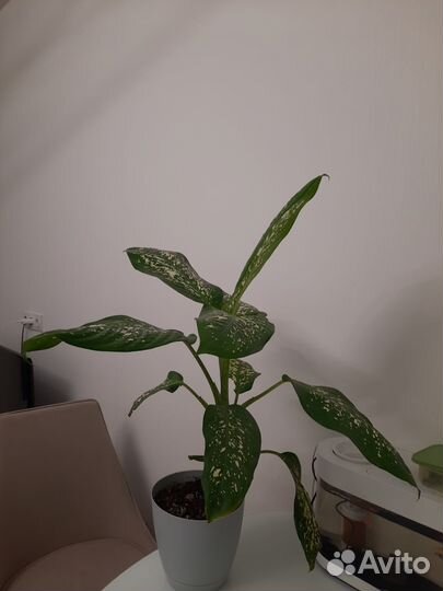 Диффенбахия, растение для интерьера