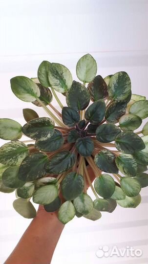 Фиалки полумини