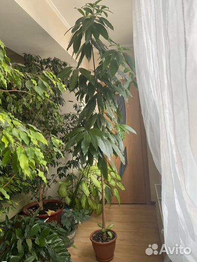 Манговое дерево, большое растение