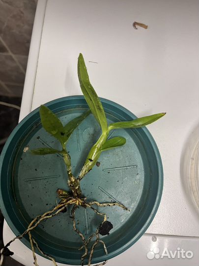 Дендробиум белый