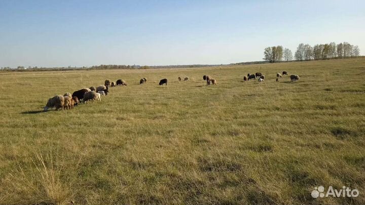 Овцы бараны